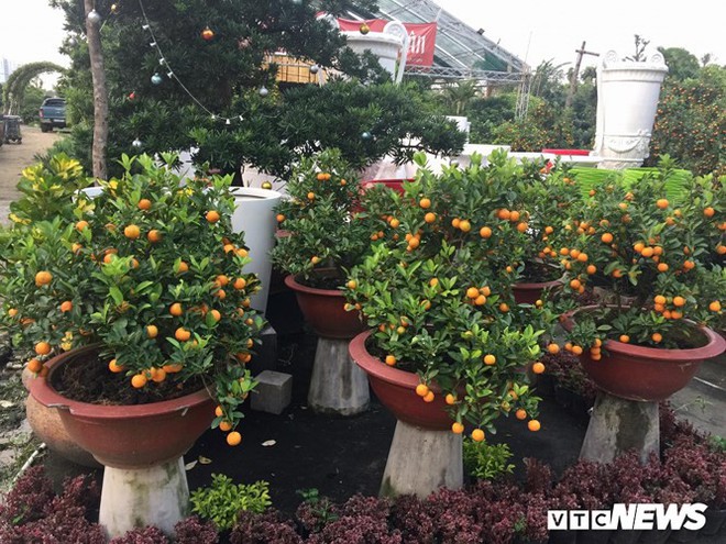 Một cây vàng không mua nổi cây quất trưng Tết tại vỉa hè Sài Gòn - Ảnh 7. Một cây vàng không mua nổi cây quất trưng Tết tại vỉa hè Sài Gòn - Ảnh 7.