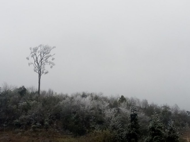 Chùm ảnh: Tuyết đã rơi trên vùng cao Y Tý, cây cối bao phủ bởi băng tuyết dày - Ảnh 9.