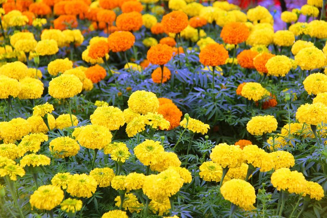 Độc đáo chợ hoa Tết được bày bán trên sông, bến Bình Đông nhộn nhịp ngày cuối năm - Ảnh 10.