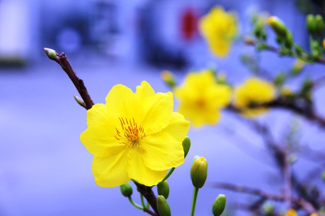 Độc đáo chợ hoa Tết được bày bán trên sông, bến Bình Đông nhộn nhịp ngày cuối năm - Ảnh 12.