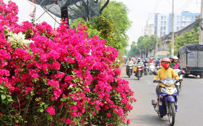 Độc đáo chợ hoa Tết được bày bán trên sông, bến Bình Đông nhộn nhịp ngày cuối năm - Ảnh 8.