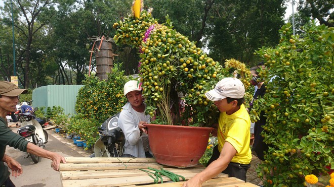 Người dân Hà Nội  săn lùng khóm lúa cây ngô về trưng Tết, Sài Gòn dưa hấu khắc hình chó giúp nghệ nhân bỏ túi hàng chục triệu đồng - Ảnh 11.