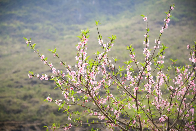 Đào rừng bung nở, gọi mùa xuân đẹp lịm tim trong những bản làng Hà Giang - Ảnh 16.