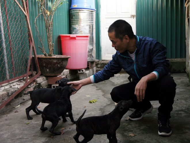 Gặp người đàn ông gắn bó với nghề nuôi chó Phú Quốc hơn 30 năm tại Hà Nội - Ảnh 9.