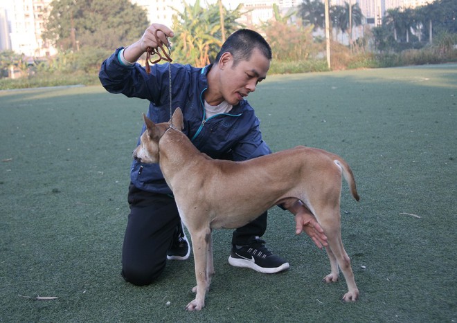 Gặp người đàn ông gắn bó với nghề nuôi chó Phú Quốc hơn 30 năm tại Hà Nội - Ảnh 7.