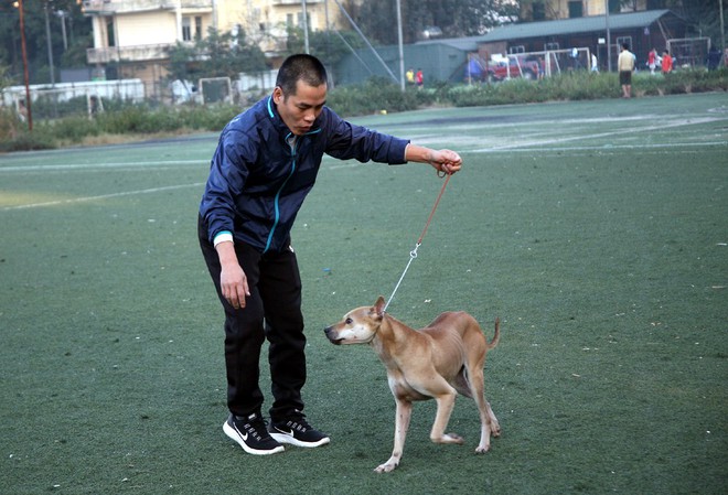 Gặp người đàn ông gắn bó với nghề nuôi chó Phú Quốc hơn 30 năm tại Hà Nội - Ảnh 10.