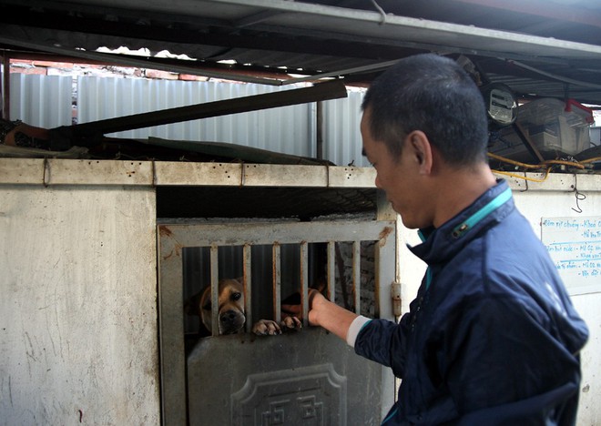Gặp người đàn ông gắn bó với nghề nuôi chó Phú Quốc hơn 30 năm tại Hà Nội - Ảnh 3.