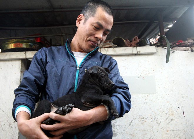 Gặp người đàn ông gắn bó với nghề nuôi chó Phú Quốc hơn 30 năm tại Hà Nội - Ảnh 2.