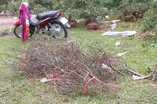 Xót xa cảnh tiểu thương tự tay đập nát chậu hoa chiều 30 Tết vì giá quá rẻ - Ảnh 5.