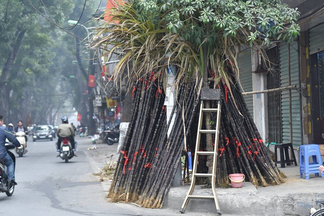 70-100.000 đồng/1 cặp mía đắt như tôm tươi tại Hà Nội chiều cuối năm - Ảnh 6. 70-100.000 đồng/1 cặp mía đắt như tôm tươi tại Hà Nội chiều cuối năm - Ảnh 6.