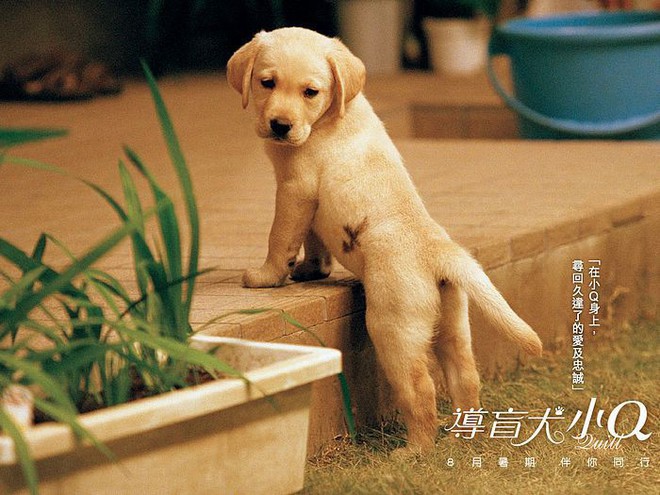 Năm Mậu Tuất và 5 câu chuyện cảm động về loài chó của điện ảnh Nhật Bản - Ảnh 3.