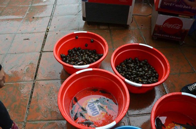 Rùa tai đỏ bày bán ở lễ hội chùa Hương để người dân mua phóng sinh - Ảnh 1.