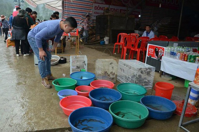 Rùa tai đỏ bày bán ở lễ hội chùa Hương để người dân mua phóng sinh - Ảnh 2.