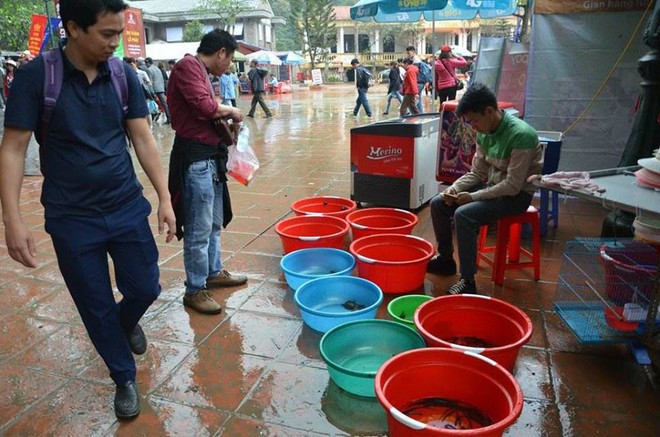 Rùa tai đỏ bày bán ở lễ hội chùa Hương để người dân mua phóng sinh - Ảnh 4.