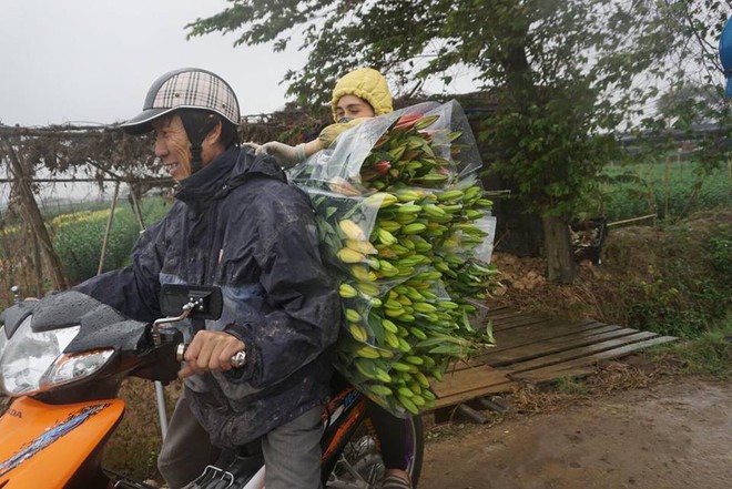 Hà Nội: Làng hoa Tây Tựu nở trái mùa, nông dân khóc ròng vì cắm nhà trả nợ - Ảnh 13.