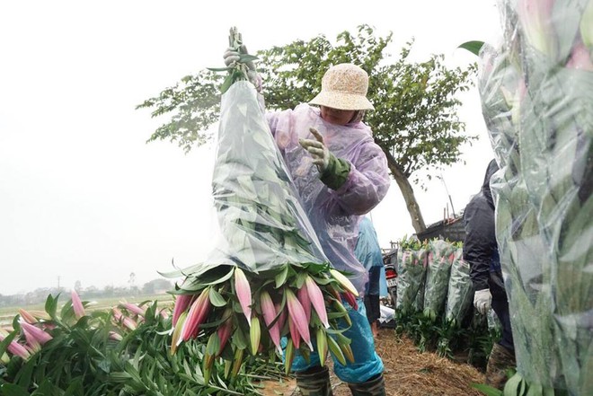 Hà Nội: Làng hoa Tây Tựu nở trái mùa, nông dân khóc ròng vì cắm nhà trả nợ - Ảnh 9.
