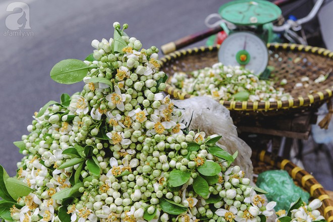 Hà Nội mùa thơm thanh tao với sắc trắng tinh khôi của hoa bưởi - Ảnh 8.