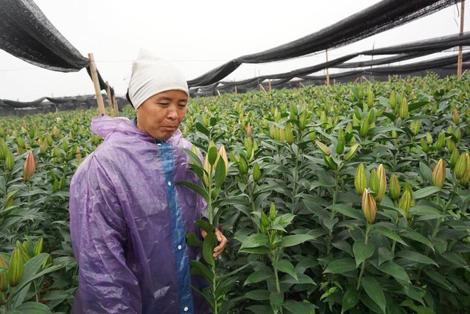 Hà Nội: Nông dân Tây Tựu ngậm ngùi nhìn hoa ly tàn đúng lúc tăng giá - Ảnh 4.