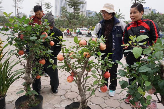 Bonsai táo Trung Quốc bị đồn có độc: Ông chủ vặt quả ăn tại chỗ - Ảnh 1.