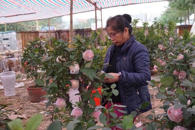 Bonsai táo Trung Quốc bị đồn có độc: Ông chủ vặt quả ăn tại chỗ - Ảnh 2.