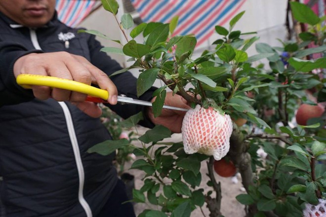 Bonsai táo Trung Quốc bị đồn có độc: Ông chủ vặt quả ăn tại chỗ - Ảnh 6.