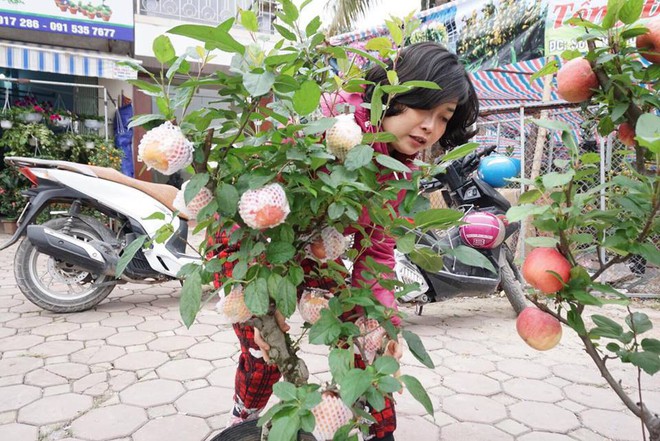 Bonsai táo Trung Quốc bị đồn có độc: Ông chủ vặt quả ăn tại chỗ - Ảnh 7.