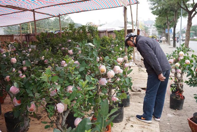 Bonsai táo Trung Quốc bị đồn có độc: Ông chủ vặt quả ăn tại chỗ - Ảnh 8.