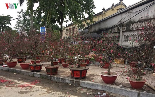Từ vườn ra phố, đào chơi Tết bị thổi giá cao ngất - Ảnh 12. Từ vườn ra phố, đào chơi Tết bị thổi giá cao ngất - Ảnh 12.