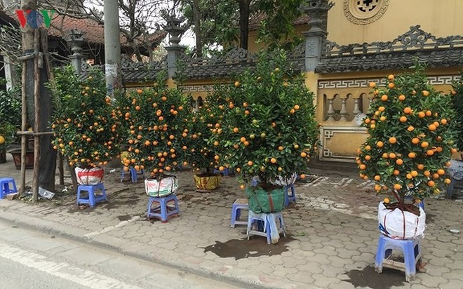 Từ vườn ra phố, đào chơi Tết bị thổi giá cao ngất - Ảnh 18. Từ vườn ra phố, đào chơi Tết bị thổi giá cao ngất - Ảnh 18.