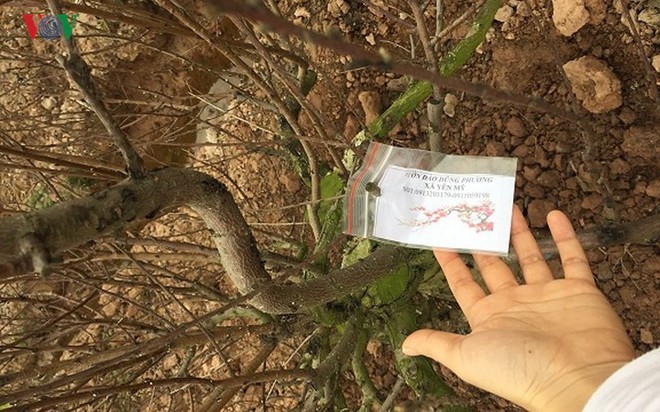 Từ vườn ra phố, đào chơi Tết bị thổi giá cao ngất - Ảnh 4. Từ vườn ra phố, đào chơi Tết bị thổi giá cao ngất - Ảnh 4.