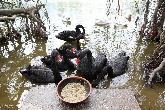 Đàn thiên nga 12 con tuyệt đẹp được nuôi thí điểm ở Hồ Gươm - Ảnh 3.