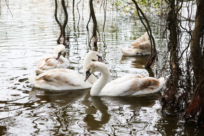 Đàn thiên nga 12 con tuyệt đẹp được nuôi thí điểm ở Hồ Gươm - Ảnh 4.