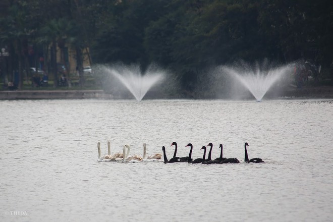 Đàn thiên nga 12 con tuyệt đẹp được nuôi thí điểm ở Hồ Gươm - Ảnh 15.