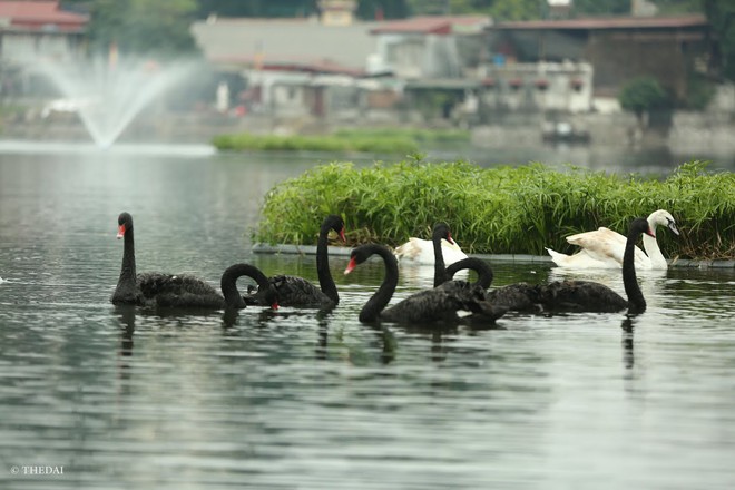 Chùm ảnh: Rời Hồ Gươm, đàn thiên nga bất ngờ xuất hiện tại Hồ Thiền Quang - Ảnh 2.