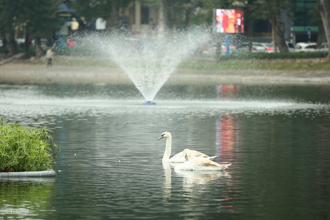Chùm ảnh: Rời Hồ Gươm, đàn thiên nga bất ngờ xuất hiện tại Hồ Thiền Quang - Ảnh 4.