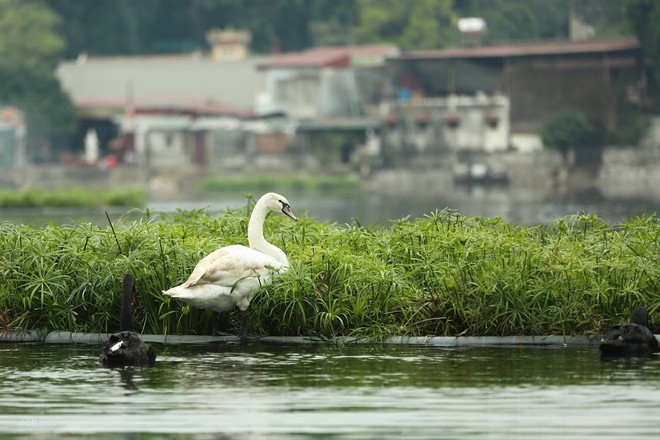 Chùm ảnh: Rời Hồ Gươm, đàn thiên nga bất ngờ xuất hiện tại Hồ Thiền Quang - Ảnh 6.
