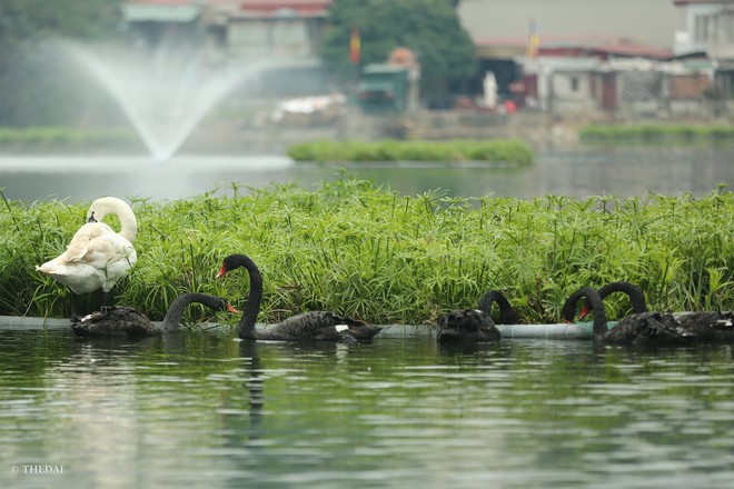 Chùm ảnh: Rời Hồ Gươm, đàn thiên nga bất ngờ xuất hiện tại Hồ Thiền Quang - Ảnh 10.
