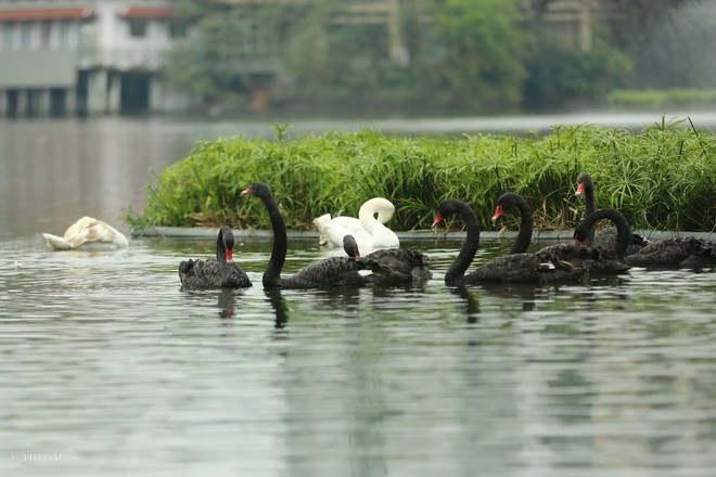 Chùm ảnh: Rời Hồ Gươm, đàn thiên nga bất ngờ xuất hiện tại Hồ Thiền Quang - Ảnh 11.