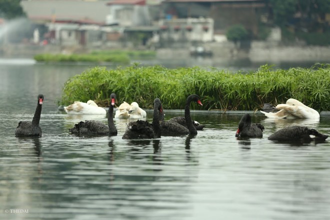 Chùm ảnh: Rời Hồ Gươm, đàn thiên nga bất ngờ xuất hiện tại Hồ Thiền Quang - Ảnh 12.