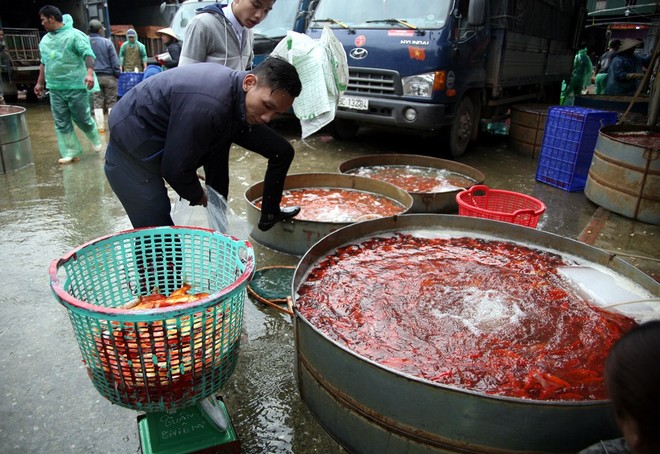 Hà Nội: Chợ cá chép đỏ nhộn nhịp trước ngày tiễn Táo quân về trời - Ảnh 8.