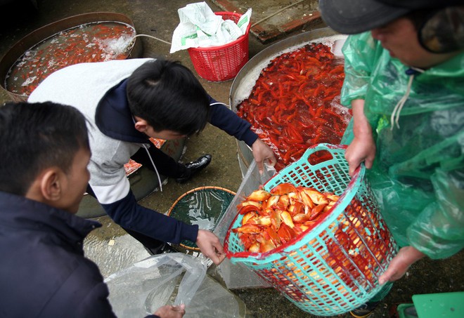Hà Nội: Chợ cá chép đỏ nhộn nhịp trước ngày tiễn Táo quân về trời - Ảnh 9.