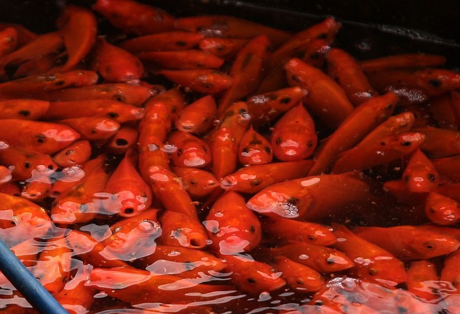 Hà Nội: Chợ cá chép đỏ nhộn nhịp trước ngày tiễn Táo quân về trời - Ảnh 11.