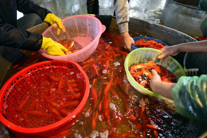 Hà Nội: Chợ cá chép đỏ nhộn nhịp trước ngày tiễn Táo quân về trời - Ảnh 4.