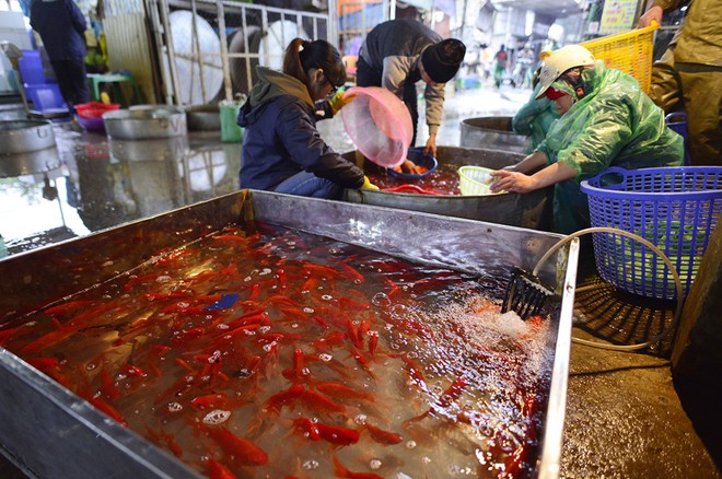Hà Nội: Chợ cá chép đỏ nhộn nhịp trước ngày tiễn Táo quân về trời - Ảnh 3.
