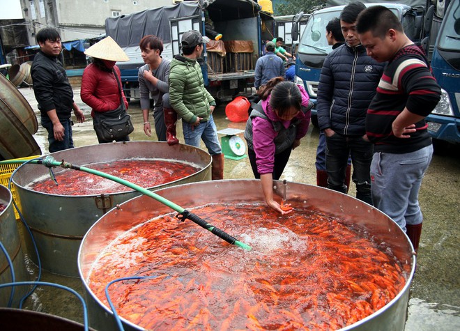 Hà Nội: Chợ cá chép đỏ nhộn nhịp trước ngày tiễn Táo quân về trời - Ảnh 6.