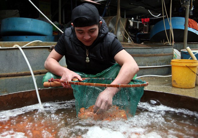 Hà Nội: Chợ cá chép đỏ nhộn nhịp trước ngày tiễn Táo quân về trời - Ảnh 5.