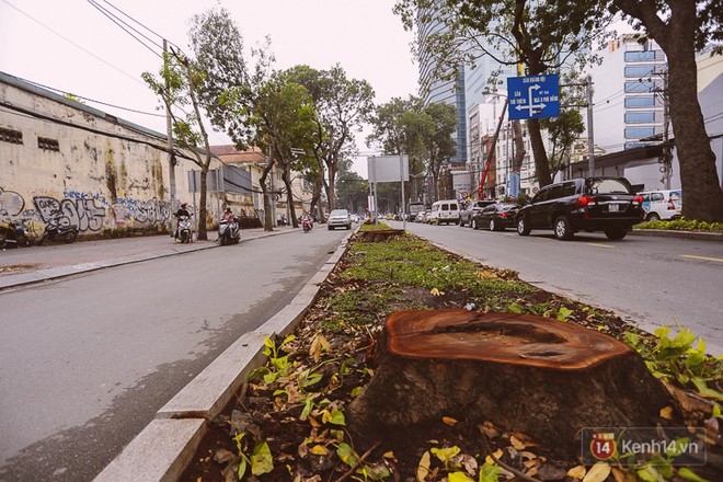 Chùm ảnh: Đường Tôn Đức Thắng trước và sau khi hàng trăm cây xanh bị đốn hạ để phát triển thành phố - Ảnh 9.