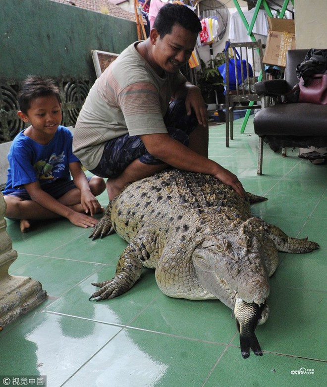 Thú nuôi đẳng cấp cộp mác Indonesia: cá sấu dài 1m8, thích được xoa cằm, ăn cá tươi, được chủ đánh răng mỗi ngày - Ảnh 1. Thú nuôi đẳng cấp cộp mác Indonesia: cá sấu dài 1m8, thích được xoa cằm, ăn cá tươi, được chủ đánh răng mỗi ngày - Ảnh 1.