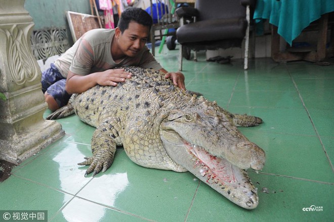 Thú nuôi đẳng cấp cộp mác Indonesia: cá sấu dài 1m8, thích được xoa cằm, ăn cá tươi, được chủ đánh răng mỗi ngày - Ảnh 2. Thú nuôi đẳng cấp cộp mác Indonesia: cá sấu dài 1m8, thích được xoa cằm, ăn cá tươi, được chủ đánh răng mỗi ngày - Ảnh 2.