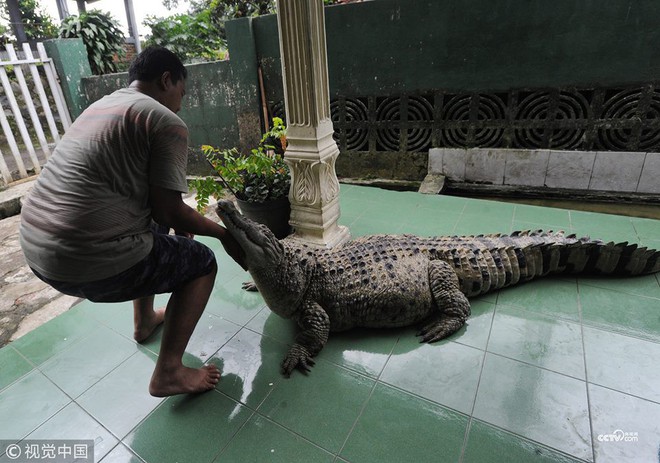 Thú nuôi đẳng cấp cộp mác Indonesia: cá sấu dài 1m8, thích được xoa cằm, ăn cá tươi, được chủ đánh răng mỗi ngày - Ảnh 4.